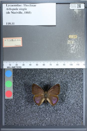 Media type: image;   Entomology 67590